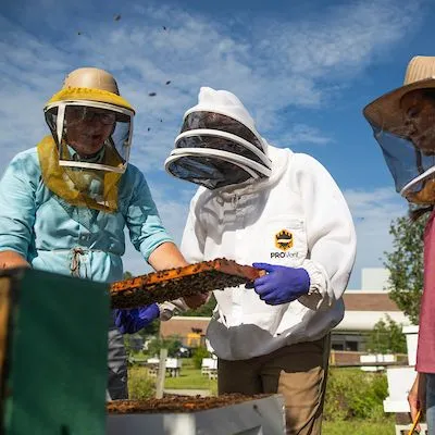 thumbnail for publication: Florida Beekeeping Management Calendar